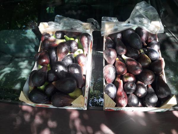 Terreno en Entrada al Collao, 9