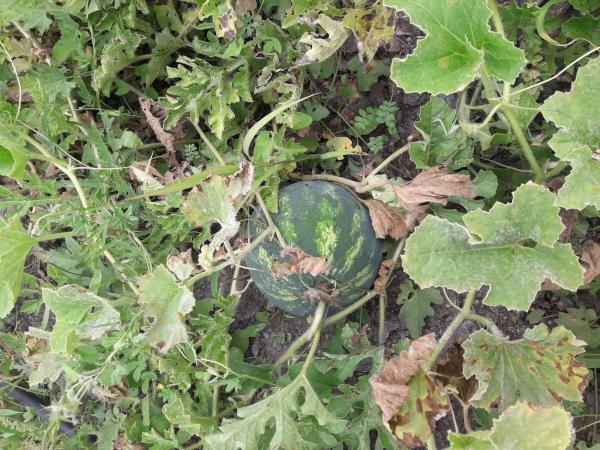 Terreno en Entrada al Collao, 9