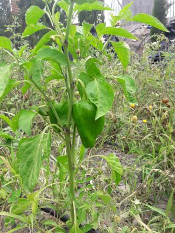 Terreno en Entrada al Collao, 9
