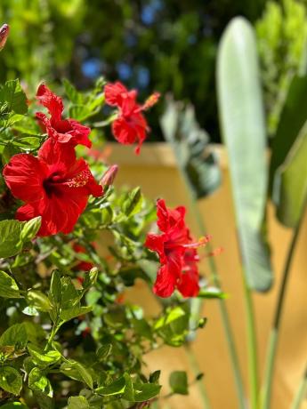 Piso en avenida dels Furs, 17