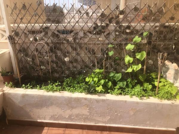 Piso en travesía Catral, 1