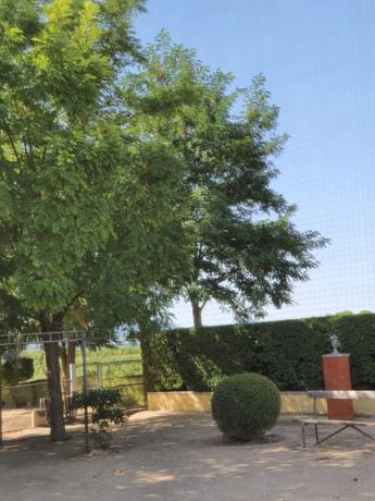 Casa independiente en avenida de Biar