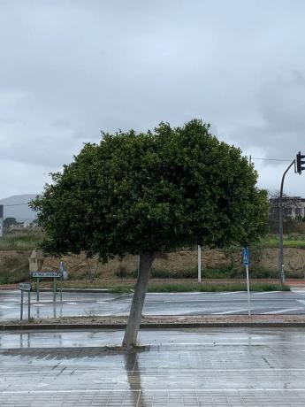 Local en cervantes s/n