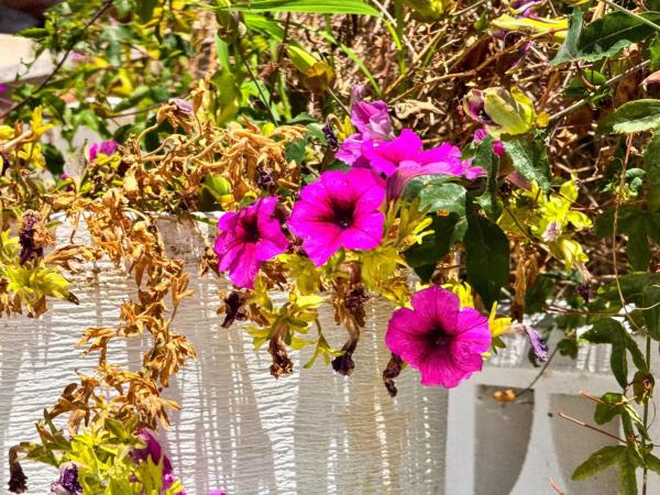 Chalet en calle Murillo