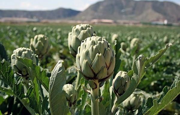 Piso en calle Torresal