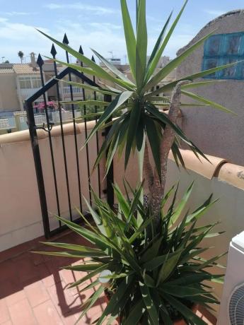 Ático en Urbanizacion Residencial Panorama Ii, 1