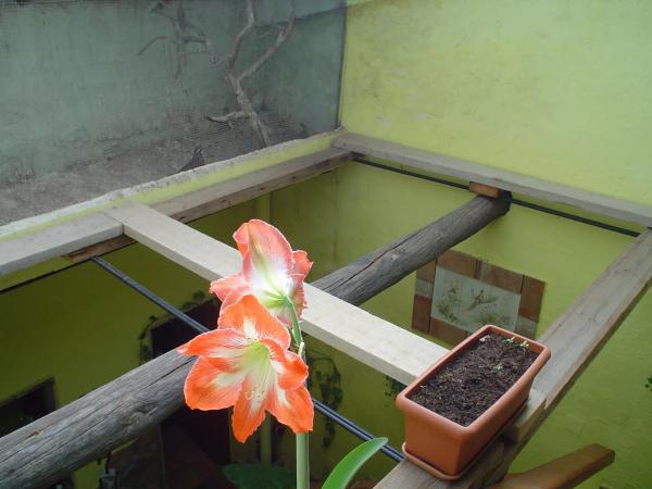 Chalet adosado en Nueva, 24