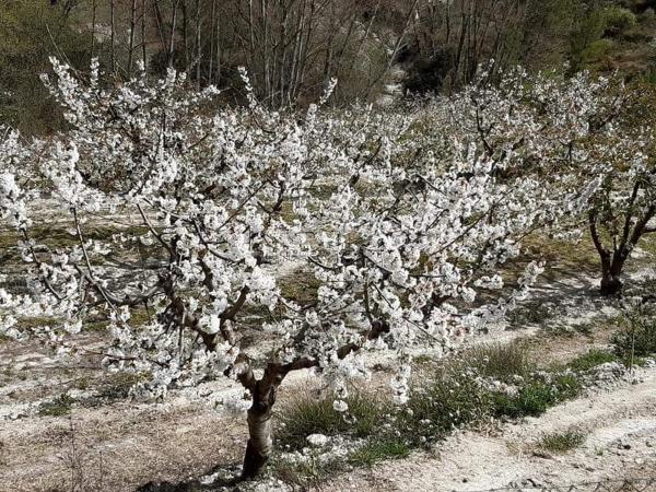 Casa de pueblo en Castell, 2