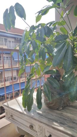 Piso en Isabel La Católica