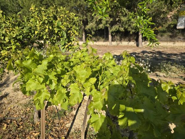Casa independiente en trinquete