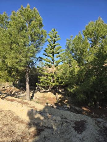 Casa independiente en trinquete