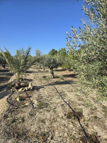 Casa independiente en trinquete