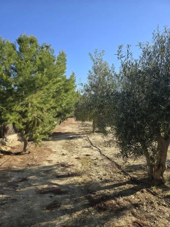 Casa independiente en trinquete