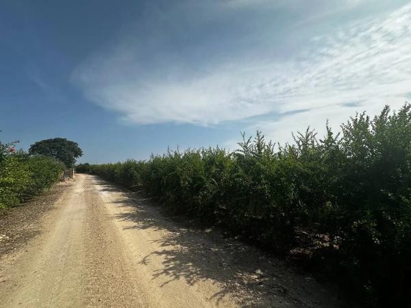 Terreno en Partida Fogaria, 19