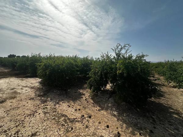 Terreno en Partida Fogaria, 19