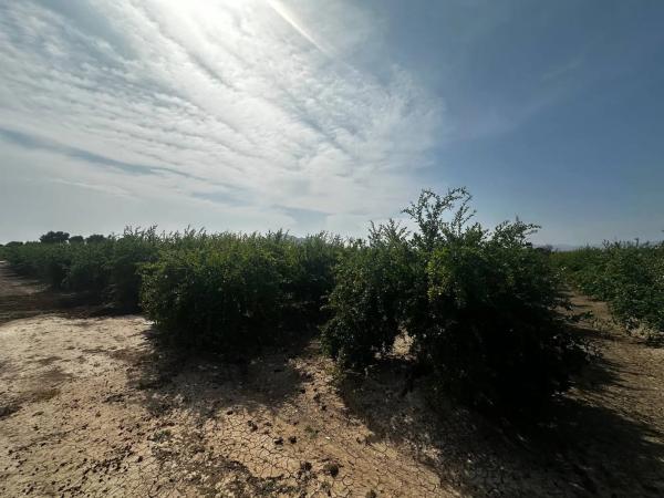 Terreno en Partida Fogaria, 19