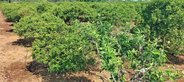 Terreno en Partida Santa Fe, 1