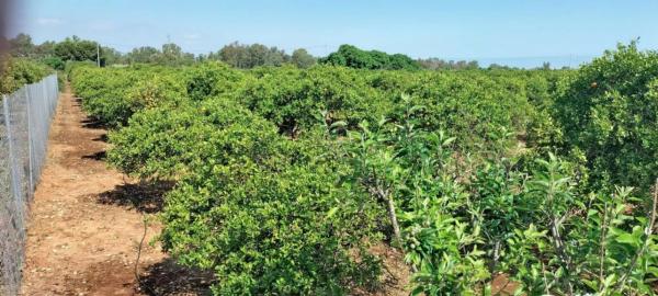 Terreno en Partida Santa Fe, 1