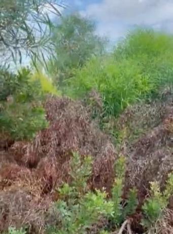 Terreno en Cap Martí - Pinomar