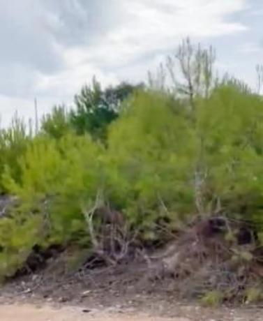 Terreno en Cap Martí - Pinomar