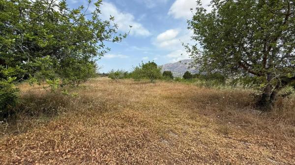 Terreno en calle dels Puig Molins s/n