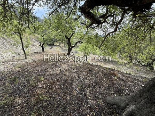 Terreno en calle Major s/n
