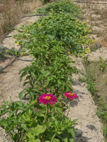 Terreno en El Secanet - Hacienda del Sol
