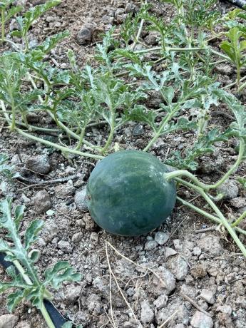 Terreno en partida sagnon s/n