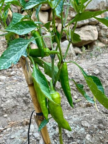 Terreno en partida sagnon s/n