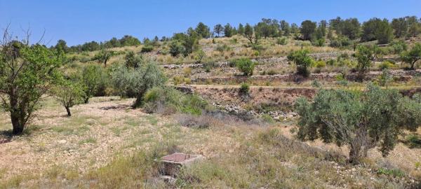 Terreno en calle la Romana