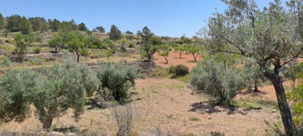 Terreno en calle la Romana