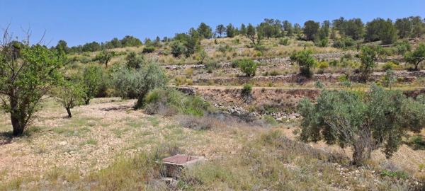 Terreno en calle la Romana