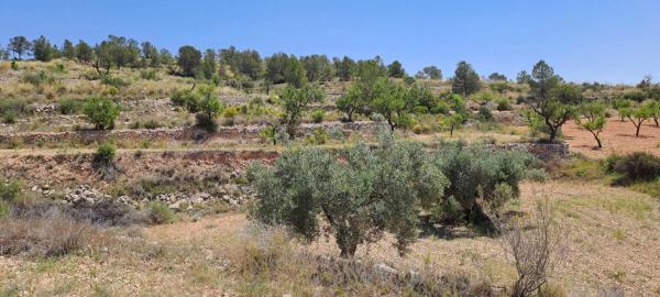 Terreno en calle la Romana