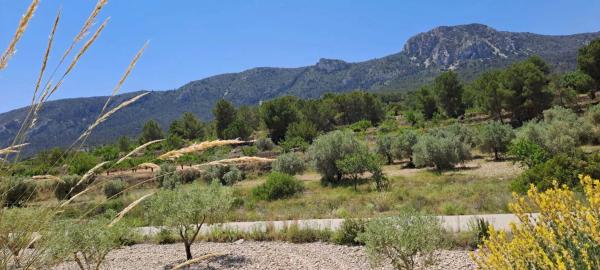 Terreno en calle la Romana