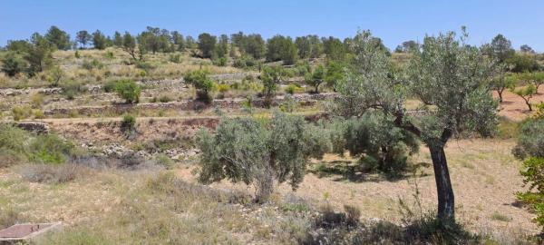 Terreno en calle la Romana