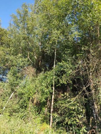 Terreno en sitio da fonte fría, 85