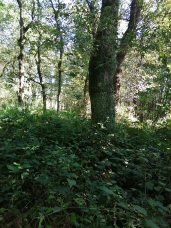 Terreno en sitio da fonte fría, 85
