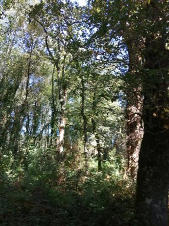 Terreno en sitio da fonte fría, 85