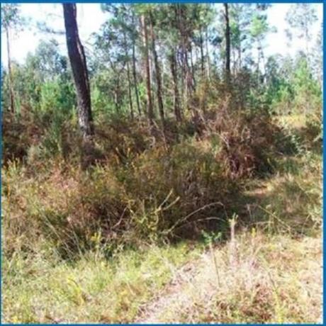 Terreno en Corrubedo - Oleiros - Olveira