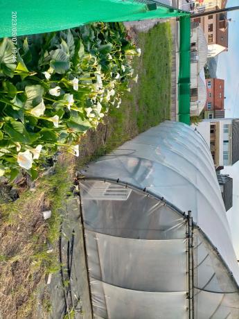 Terreno en Urbanización Ciudad Jardín, 7