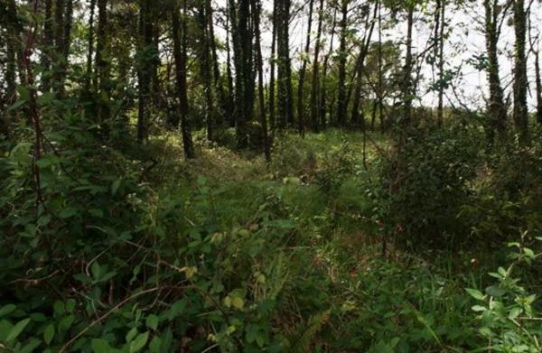 Terreno en Chousa de Canleiro s/n