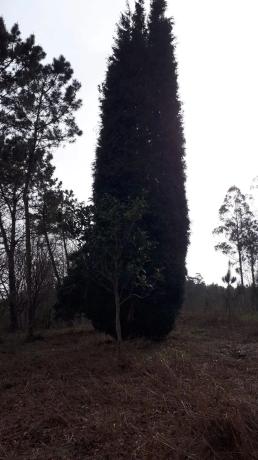 Terreno en o Petón s/n