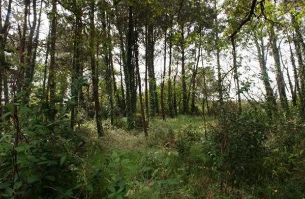 Terreno en camino sen nome