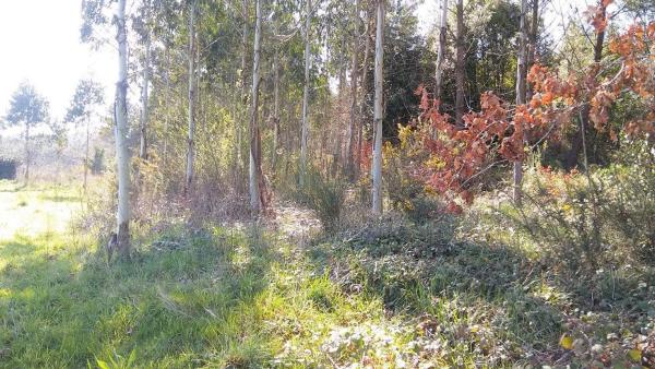 Terreno en Piñeiro
