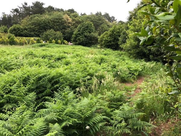 Terreno en Finca a Gandara s/n