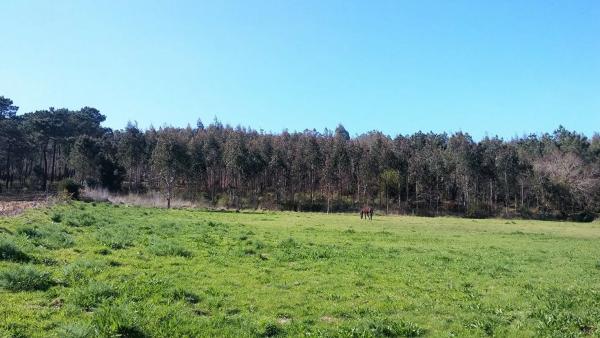 Terreno en Piñeiro