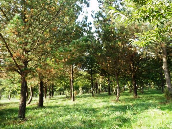 Terreno en camino Mira, 5