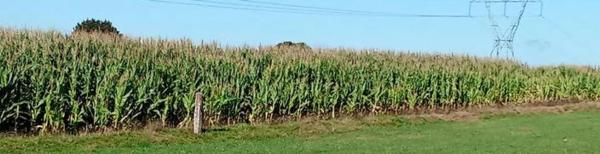 Terreno en lugar de barrio, lameiro, 259