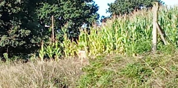 Terreno en lugar de barrio, lameiro, 259