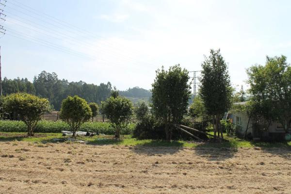 Terreno en camino Pereiro, 11